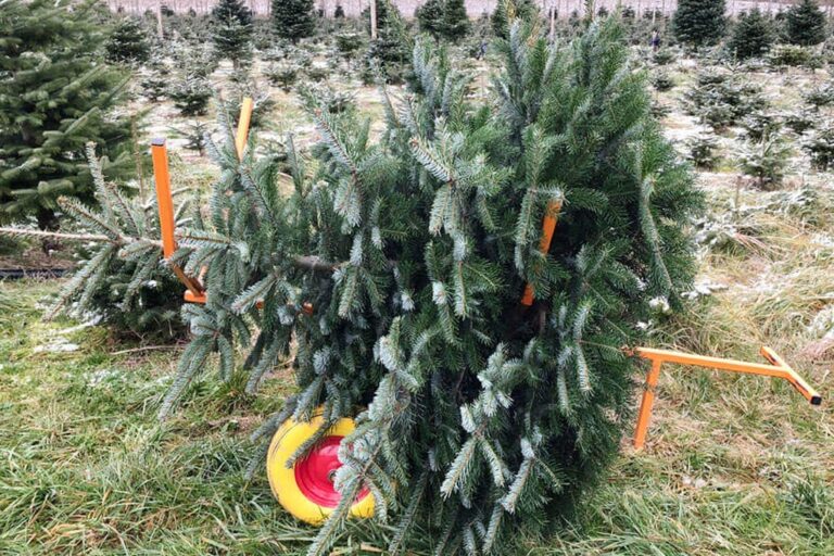 Frischer als selbst schlagen geht nicht. Christbaum vom Tannenhof Oberweilbach