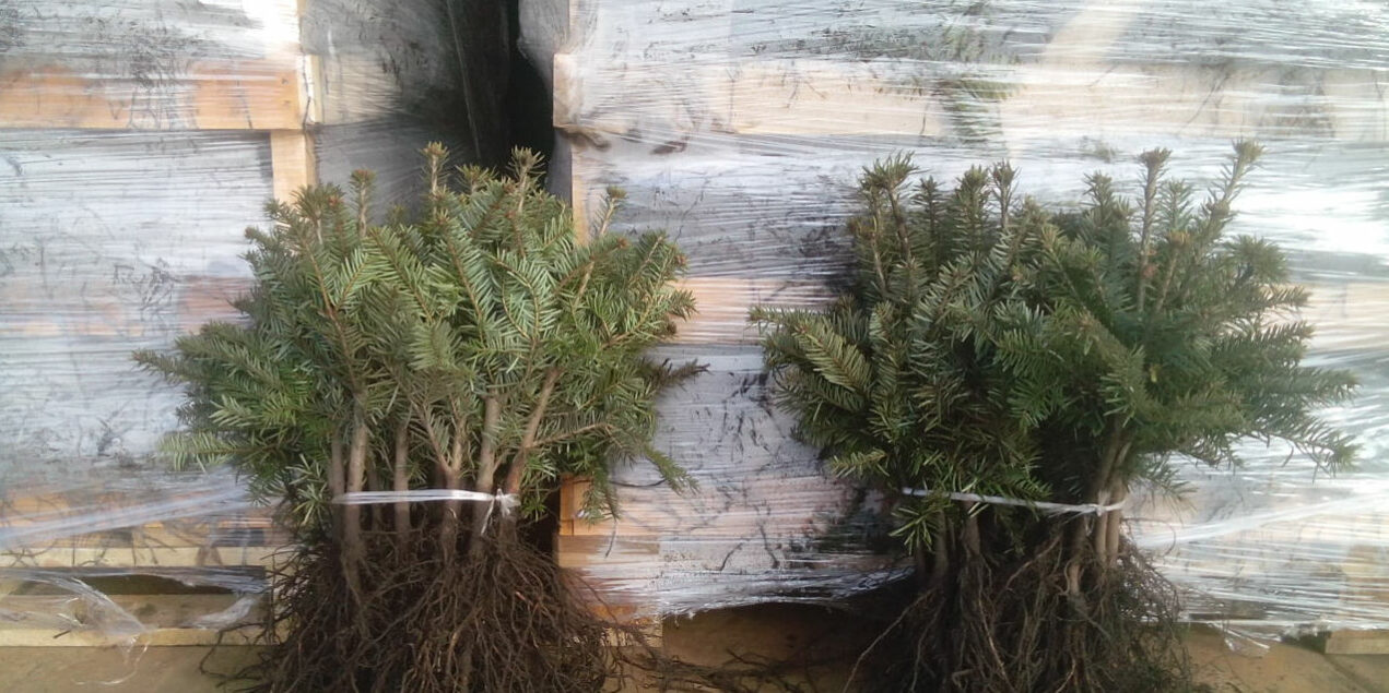 Tannenhof Oberweilbach_Baumsetzlinge