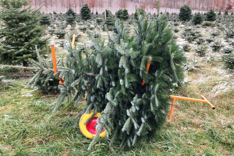 Tannenhof Oberweilbach_Cappu Mum_Tannebaum-Christbaum-schlagen-Muenchen