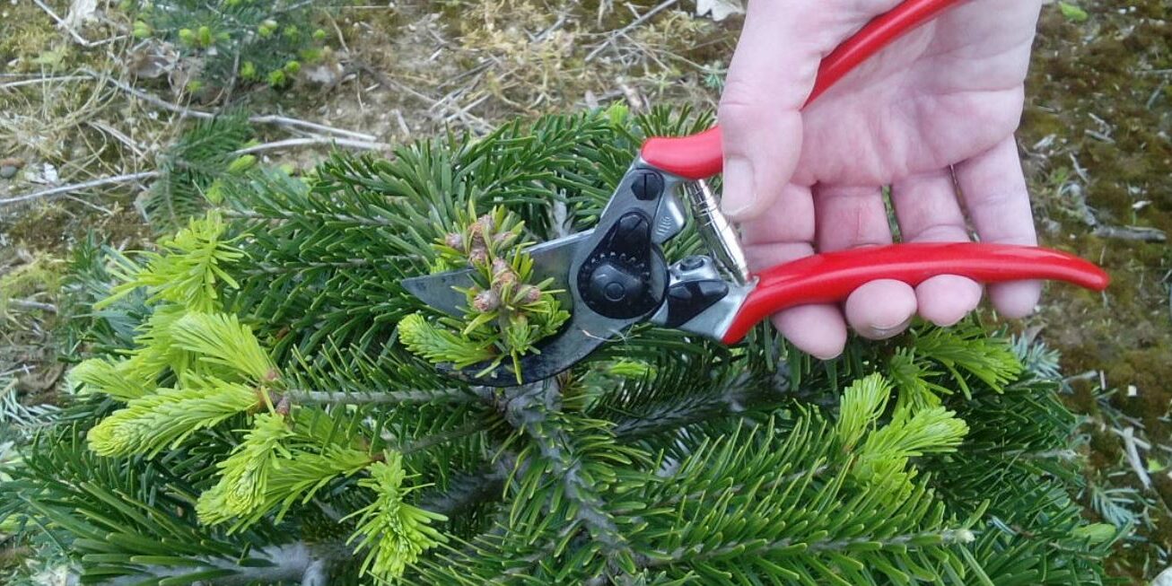 Tannenhof Oberweilbach_Christbaumanbau