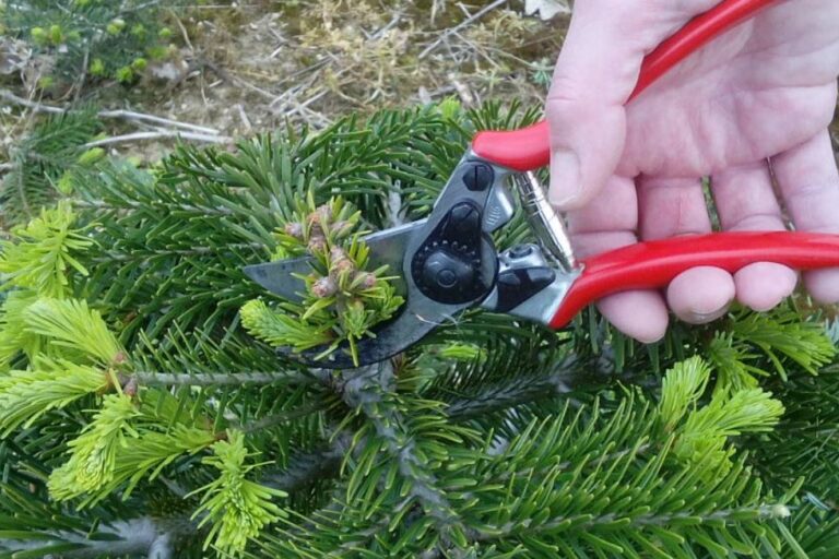 Tannenhof Oberweilbach_Christbaumanbau