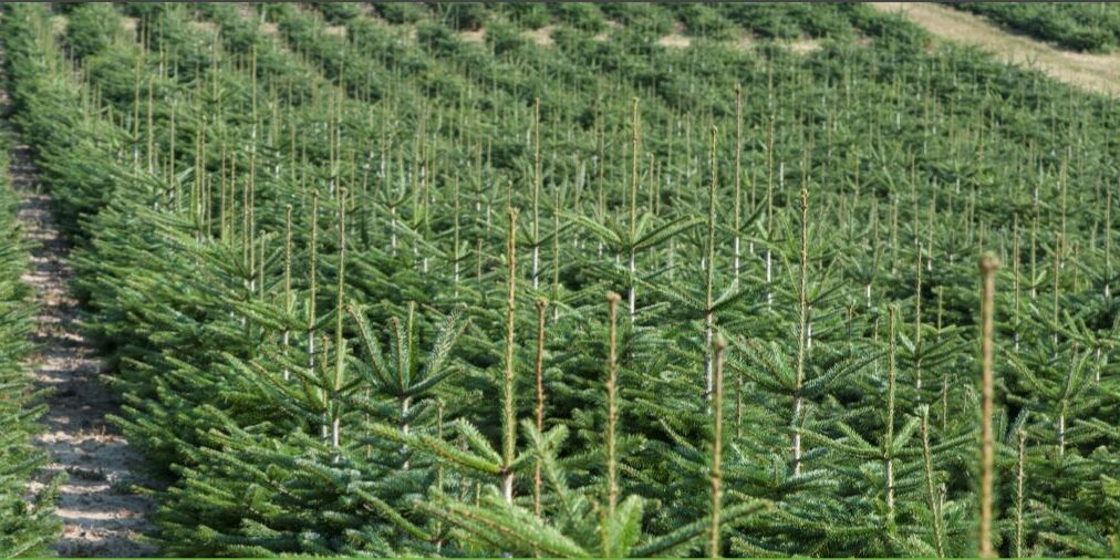 Tannenhof Oberweilbach_Christbaumanbau