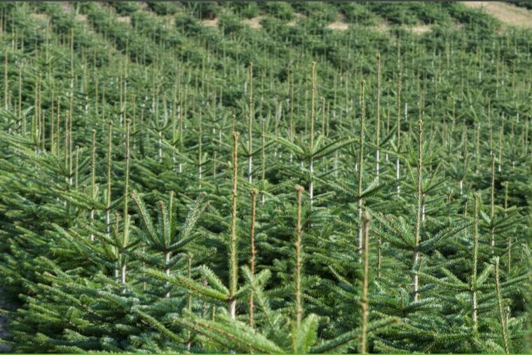 Tannenhof Oberweilbach_Christbaumanbau