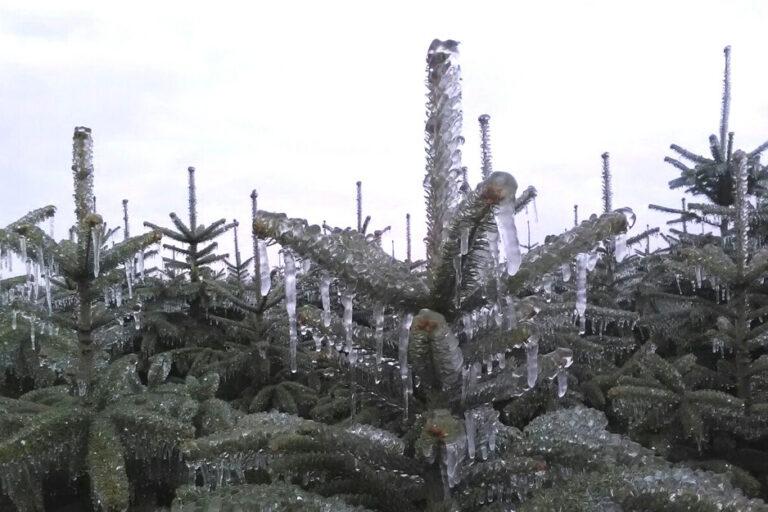 Tannenhof Oberweilbach_Frostschutzberegnung