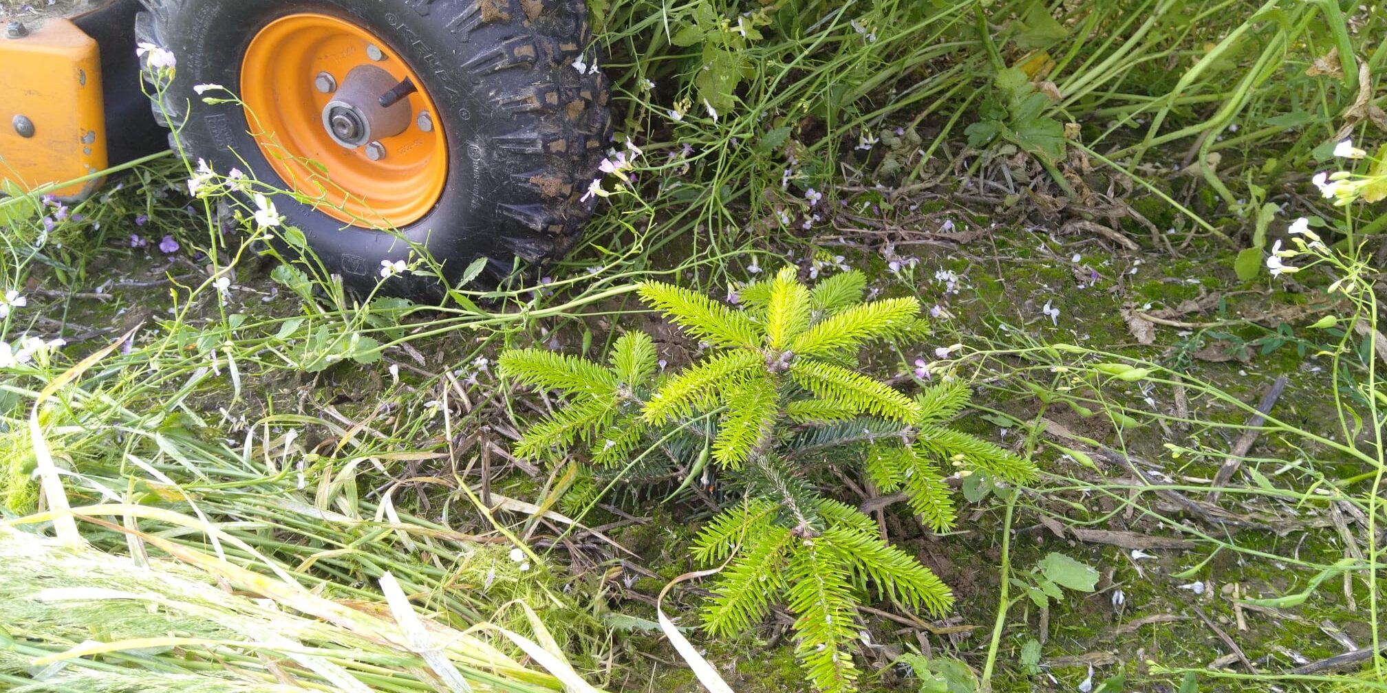 Tannenhof Oberweilbach_News_Juni_