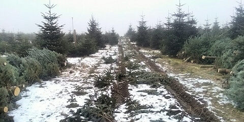 Tannenhof Oberweilbach_Schöne Christbäume