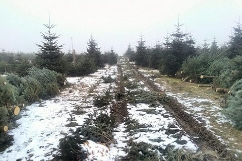 Tannenhof Oberweilbach_Schöne Christbäume