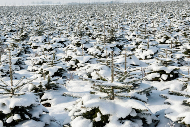 Tannenhof Oberweilbach_Winter Wonderland_small